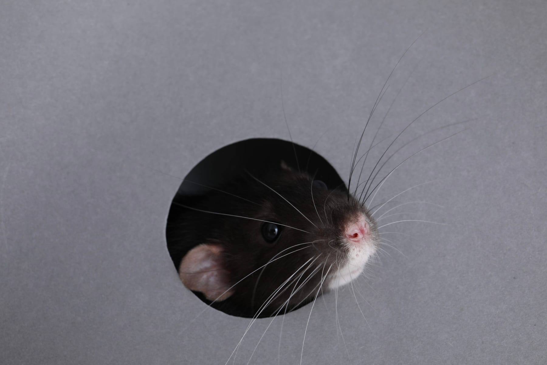 Keeping Pests Out of Your HVAC & Ductwork